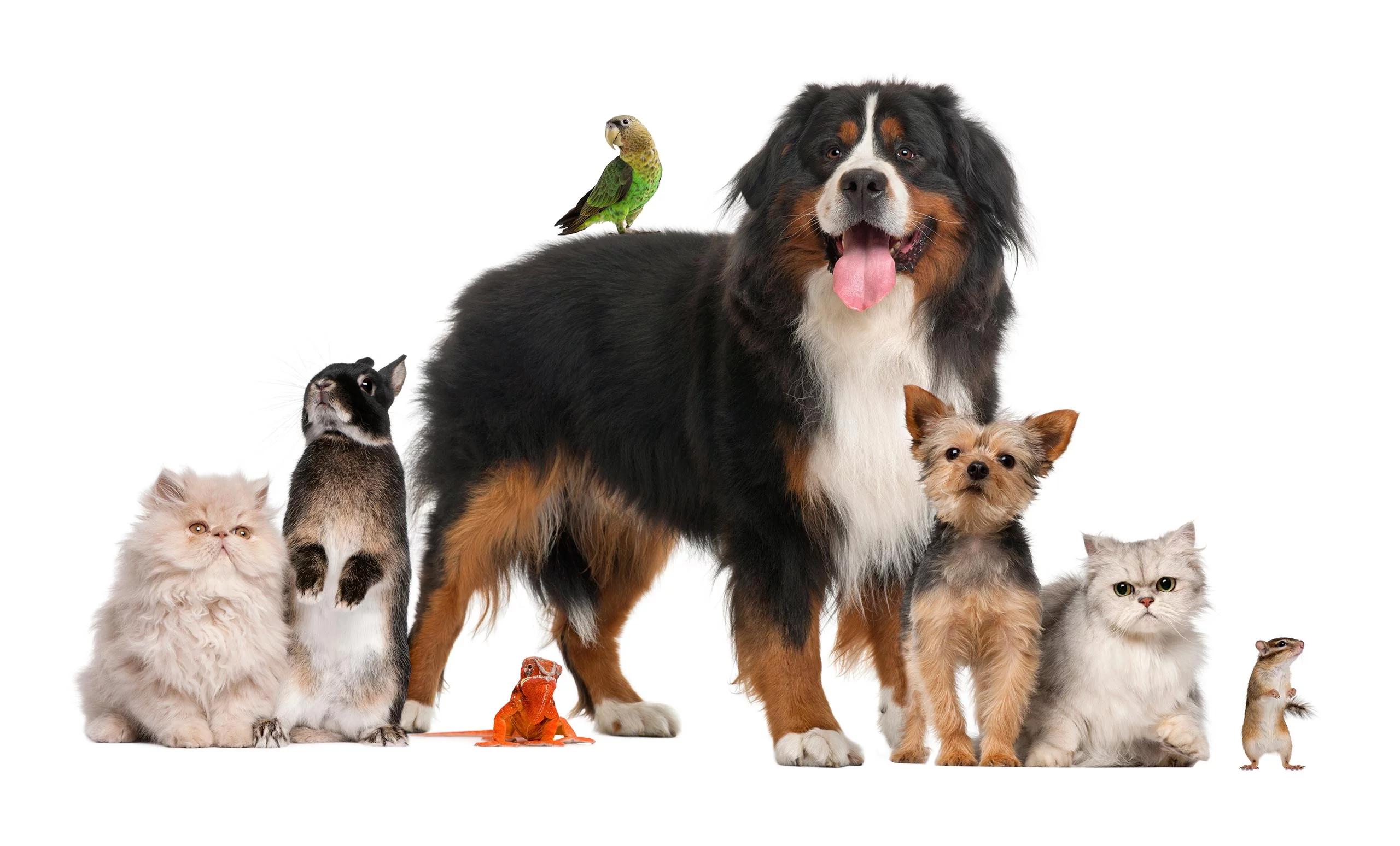 cosmoenergetics-animals-therapy-1 Cosmoenergetics Προγράμματα / Θεραπεία Ζώων - Animals’ therapy photo