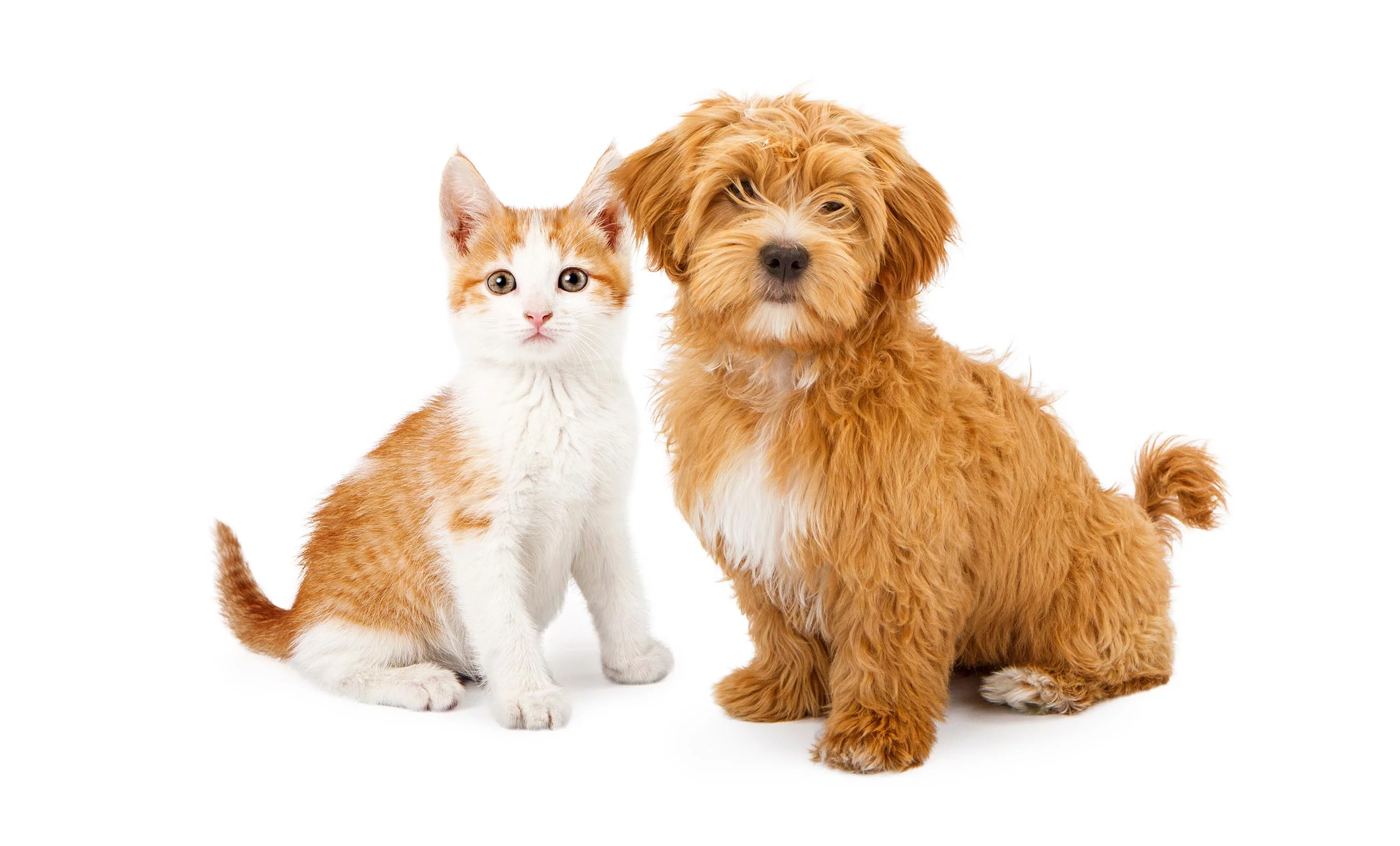 cosmoenergetics-animals_therapy-1 Cosmoenergetics Προγράμματα / Θεραπεία Ζώων - Animals’ therapy photo