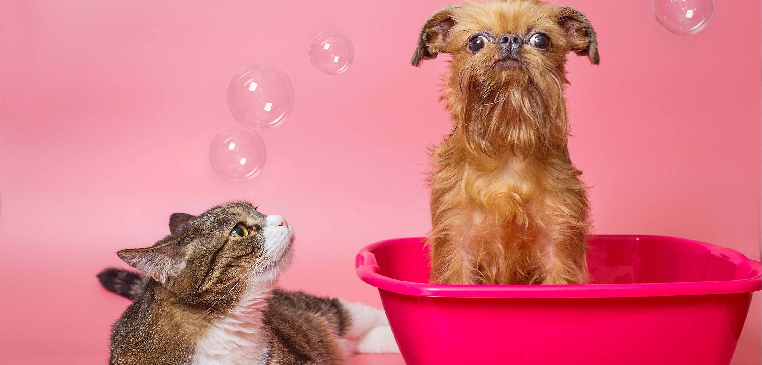 Cosmoenergetics Προγράμματα / Θεραπεία Ζώων - Animals’ therapy picture