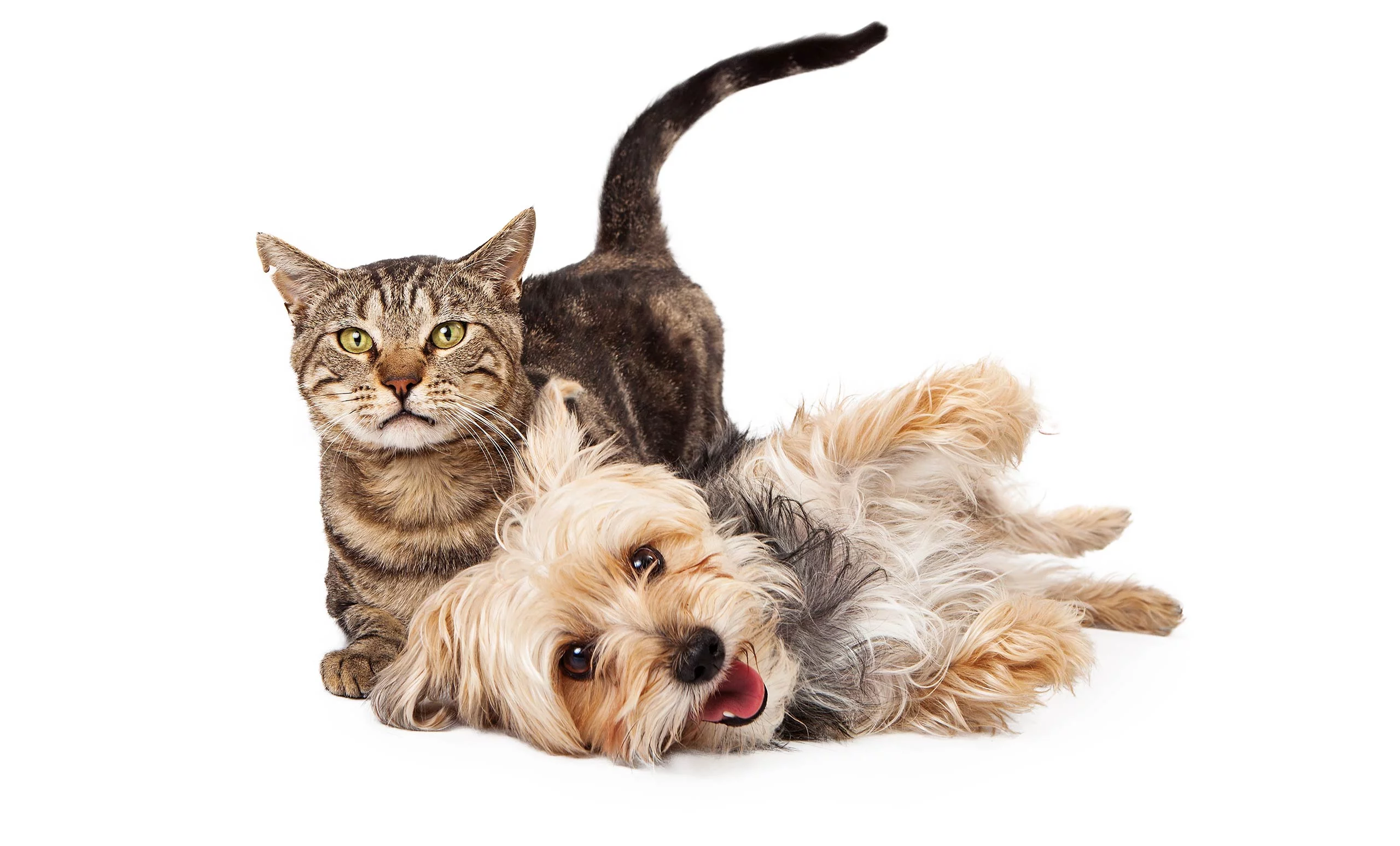 cosmoenergetics_animals_therapy-1 Cosmoenergetics Προγράμματα / Θεραπεία Ζώων - Animals’ therapy photo