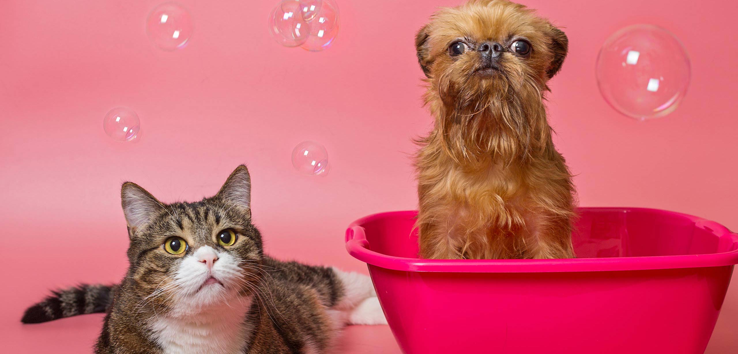 Cosmoenergetics Προγράμματα / Θεραπεία Ζώων - Animals’ therapy photo